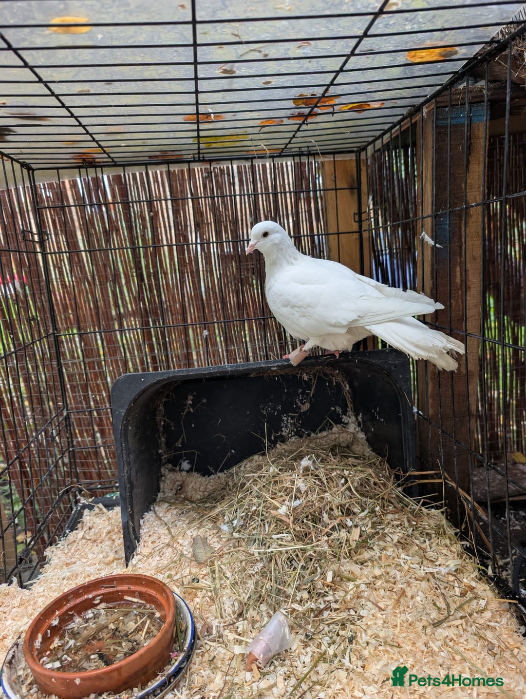 Doves birds for sale: Doves - Advert 2