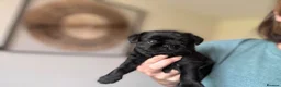 Griffon Bruxellois dogs for sale: 🐾 Griffon Bruxellois 🐾 in Port Talbot - Advert 2