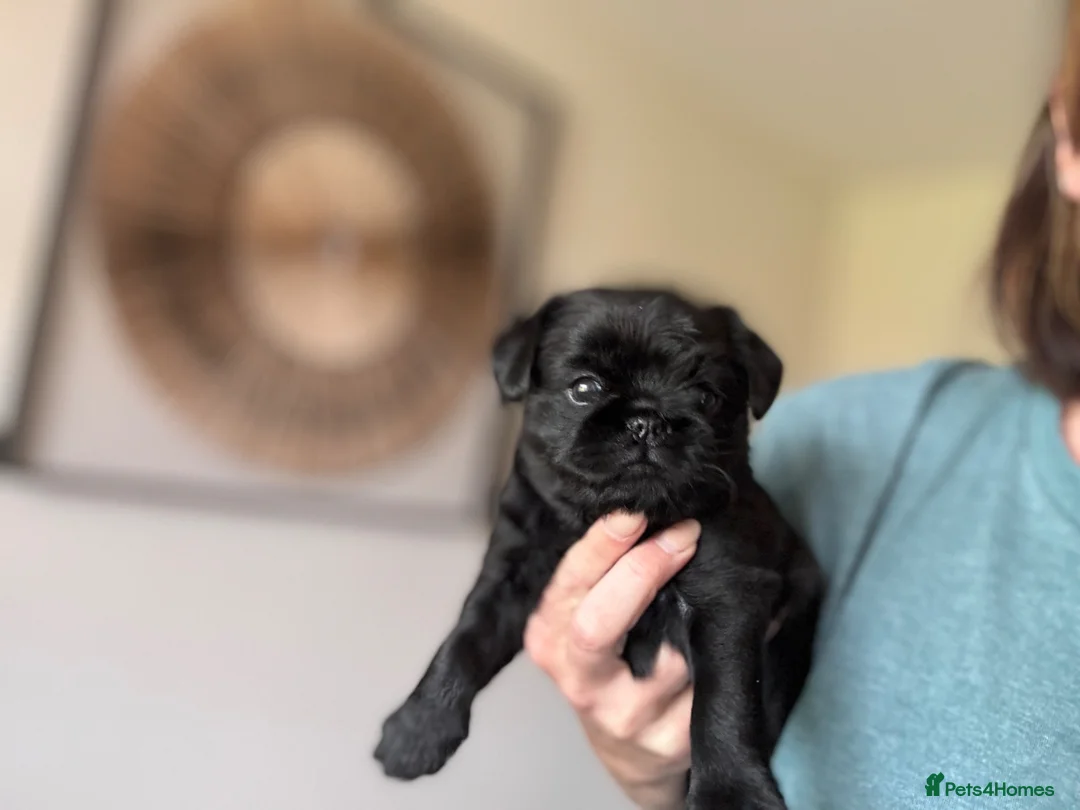 Griffon Bruxellois dogs for sale: 🐾 Griffon Bruxellois 🐾 in Port Talbot - Advert 2