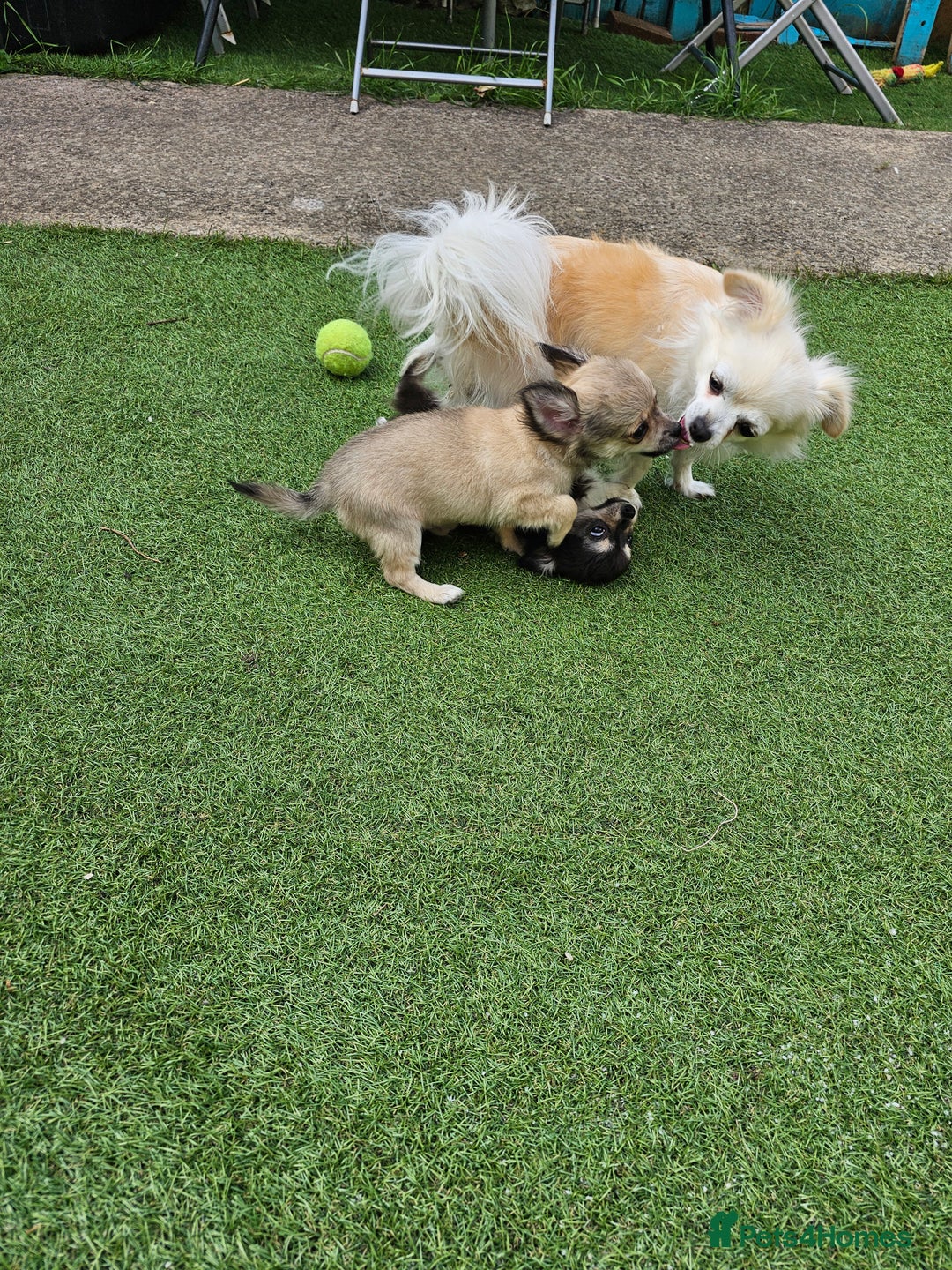 Chihuahua dogs for sale: Long coat Stunning K.C Reg. Puppies **READY NOW** - Image 22