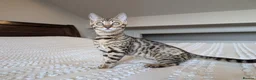 Bengal cats for sale: 🖤🩶🤍 BEAUTIFUL BENGAL KITTENS 🤍🩶🖤 - Advert 9