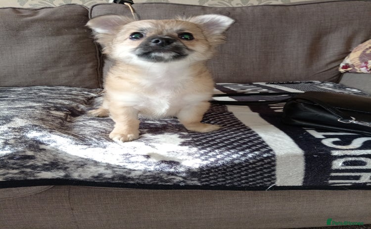 Chihuahua dogs - Advert 1