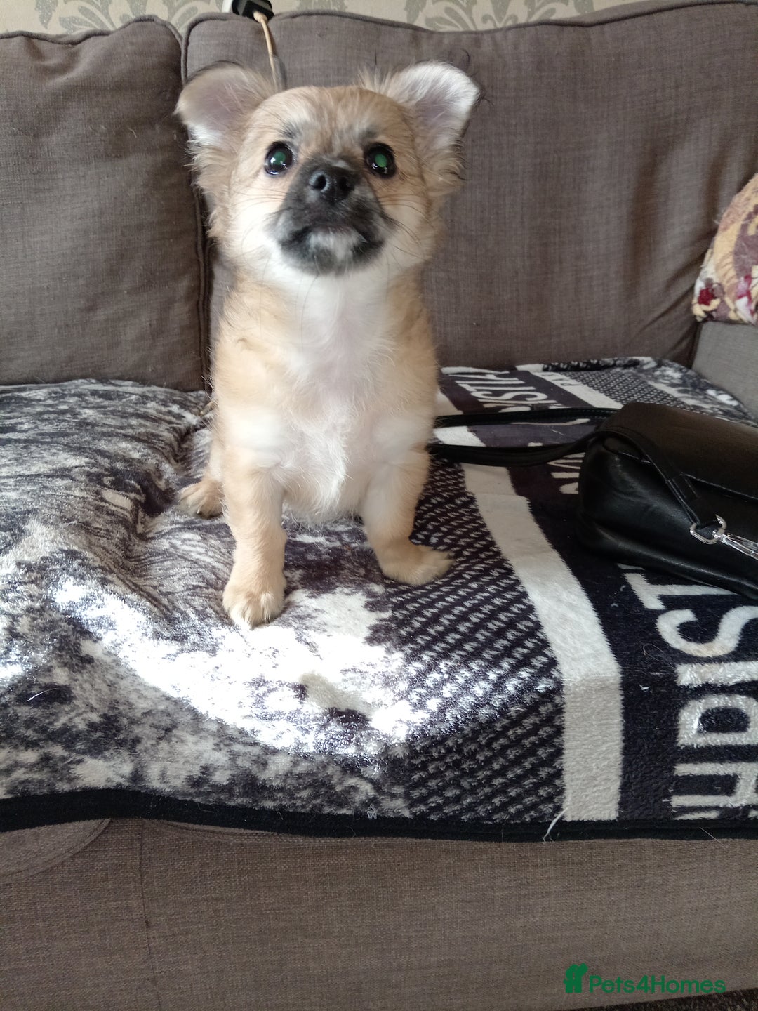 Chihuahua dogs for sale: Pure Chihuahua boy  - Image 1