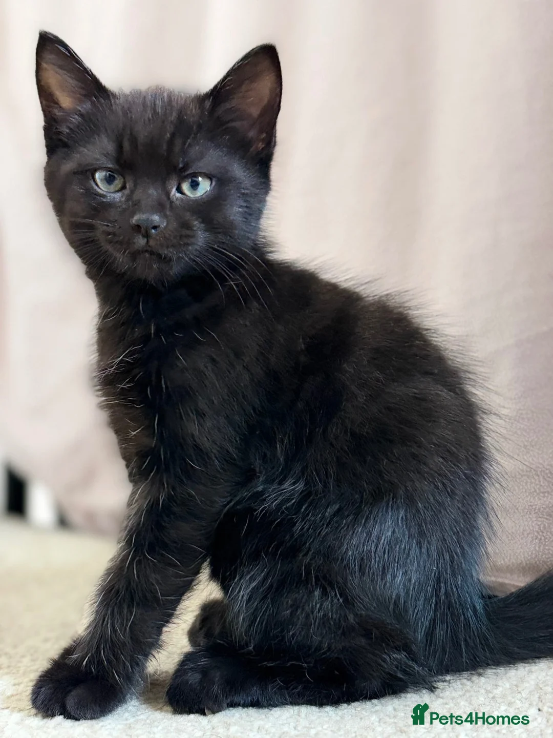 Mixed Breed cats for sale: Half ragdoll half Persian  - Advert 2