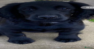 Cocker Spaniel dogs - Advert 15