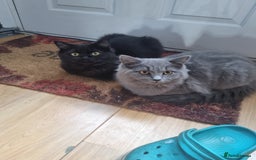 British Longhair cats for sale: BRITISH LONGHAIR/RAGDOLL/MAINE COON FOR SALE - Image 5