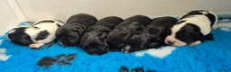 Cocker Spaniel dogs for sale: Cocker Spaniel puppies - Advert 14