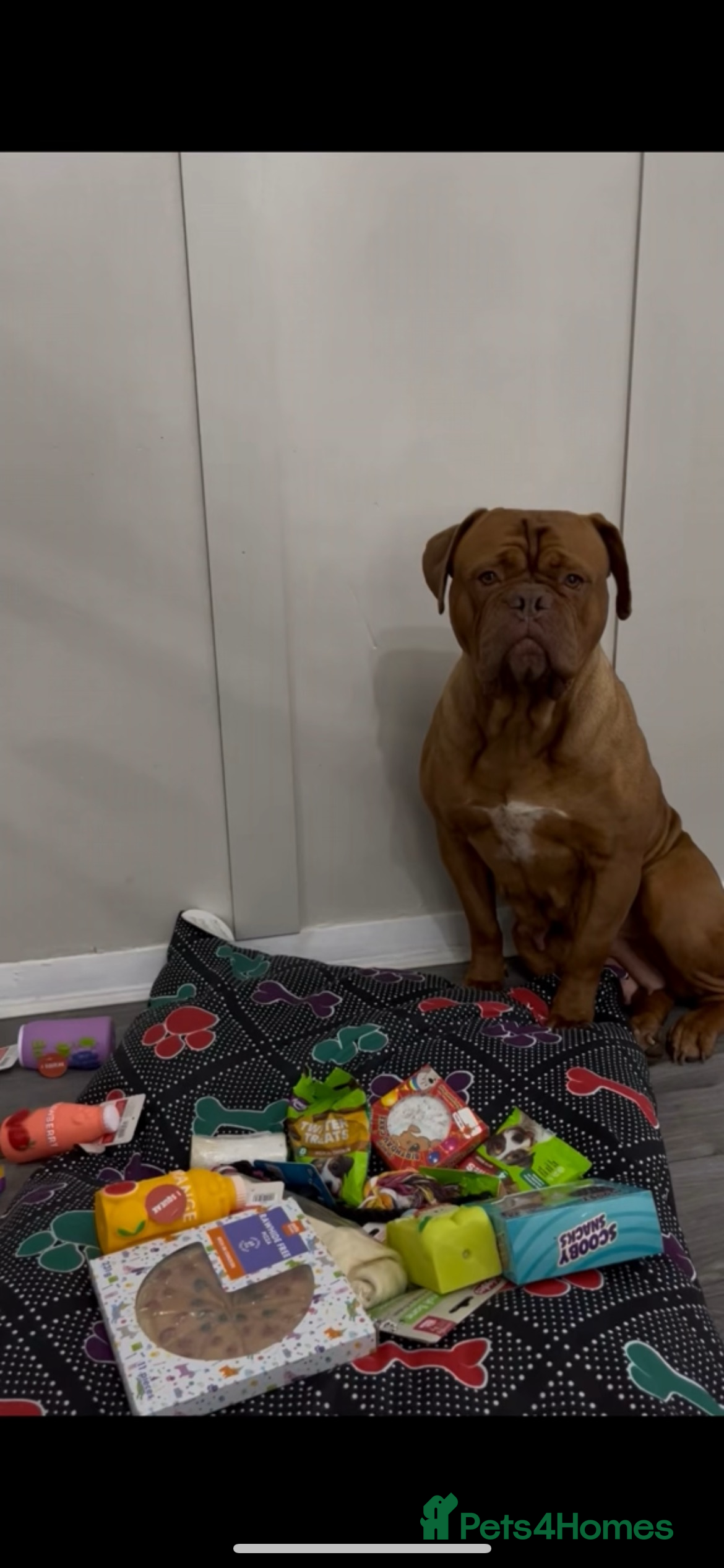 Dogue De Bordeaux dogs 5 year old girl  - Advert 1