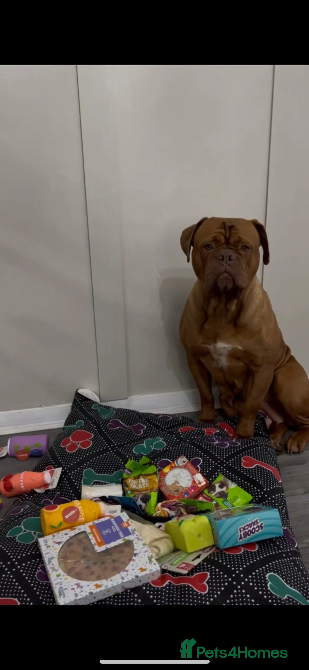 Dogue De Bordeaux dogs for sale: 5 year old girl  - Advert 1
