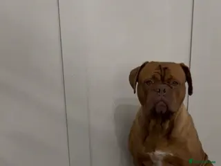 Dogue De Bordeaux dogs 5 year old girl - Advert 1