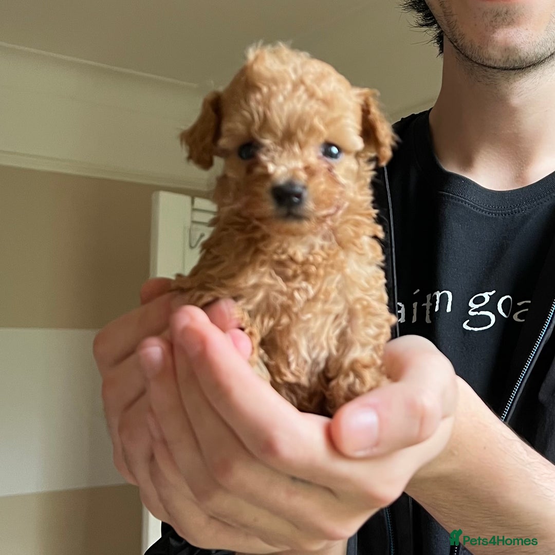 Toy Poodle dogs for sale: Beautiful Red Toy Poodles - Image 16