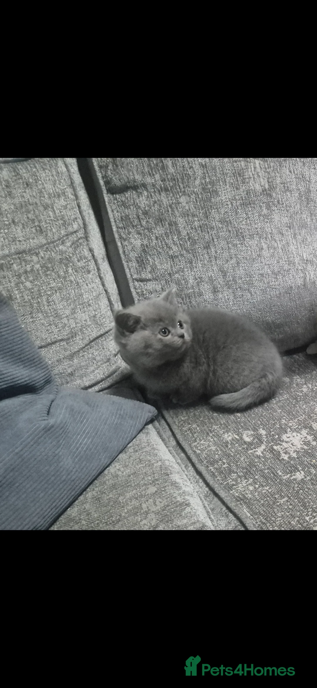 British Shorthair cats for sale: 1 female Ready Now, was to be our personal pick  - Advert 2