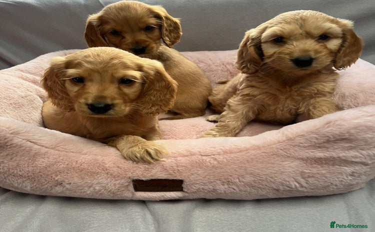 Cocker Spaniel dogs - Advert 11
