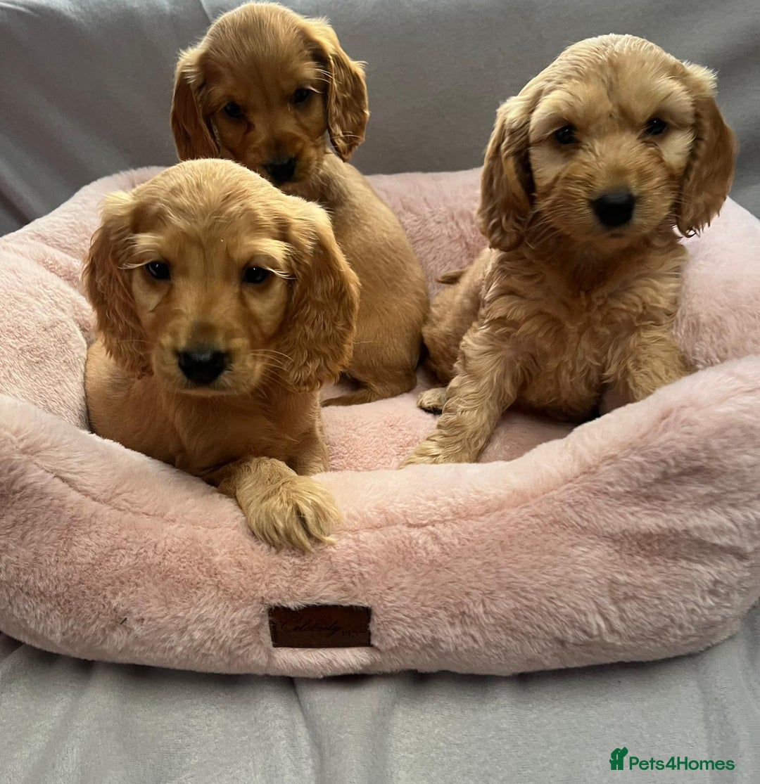 Cocker Spaniel dogs for sale: Crocker spaniel puppy's  - Image 1