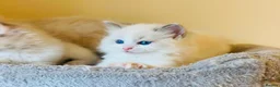 Ragdoll cats for sale: Pure Stunning Ragdoll Kittens  - Advert 7