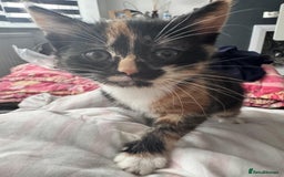 Mixed Breed cats for sale: 2 lovely female kittens  - Image 2