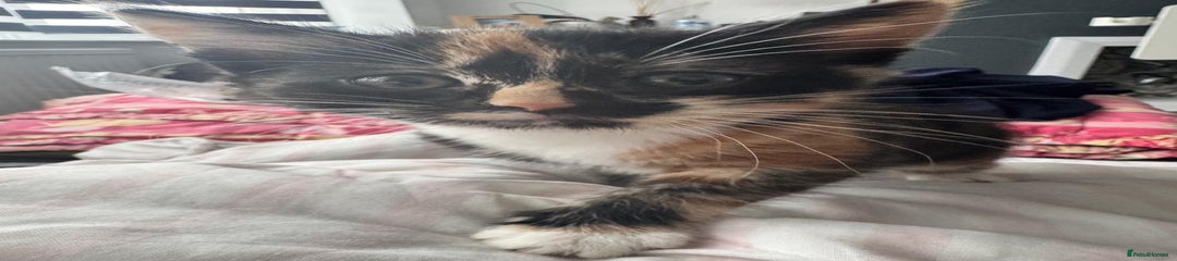 Mixed Breed Kitten 1