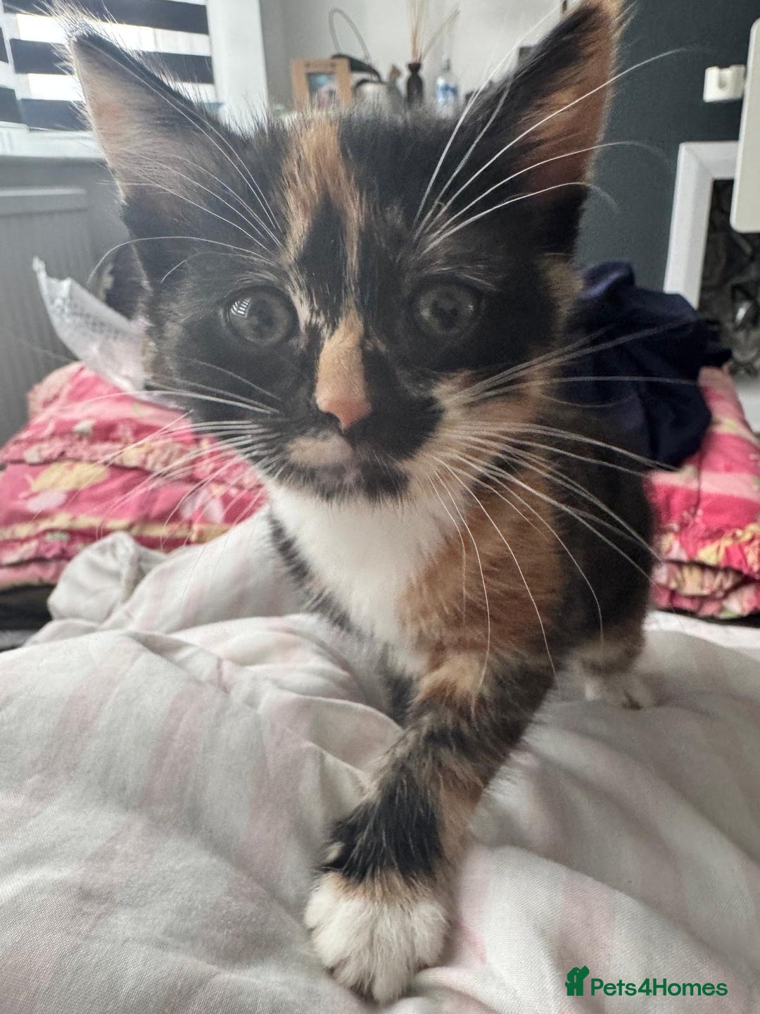 Mixed Breed cats for sale: 2 lovely female kittens  - Image 2