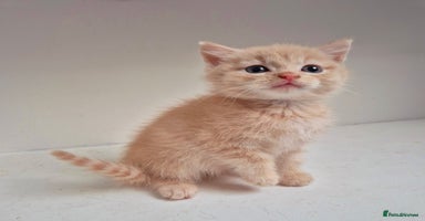 Persian cats - Advert 4