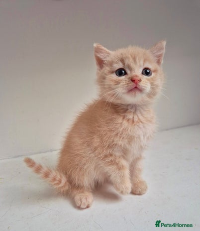 Persian cats - Advert 6