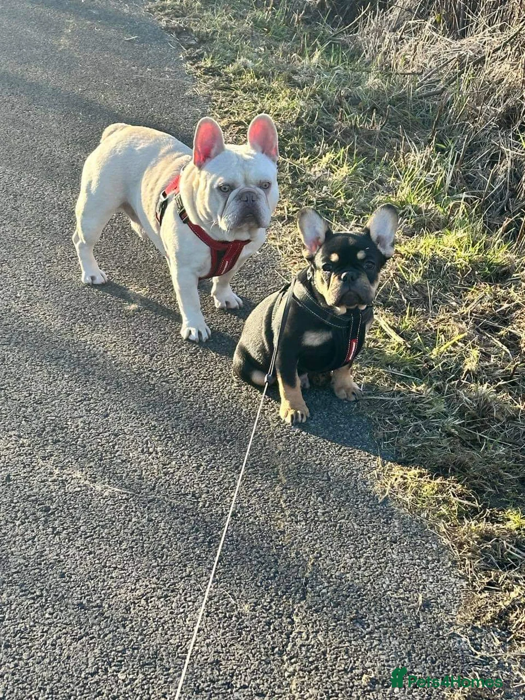 French Bulldog dogs for stud: Amazing structure and quality ‼️ in Ebbw Vale - Advert 4