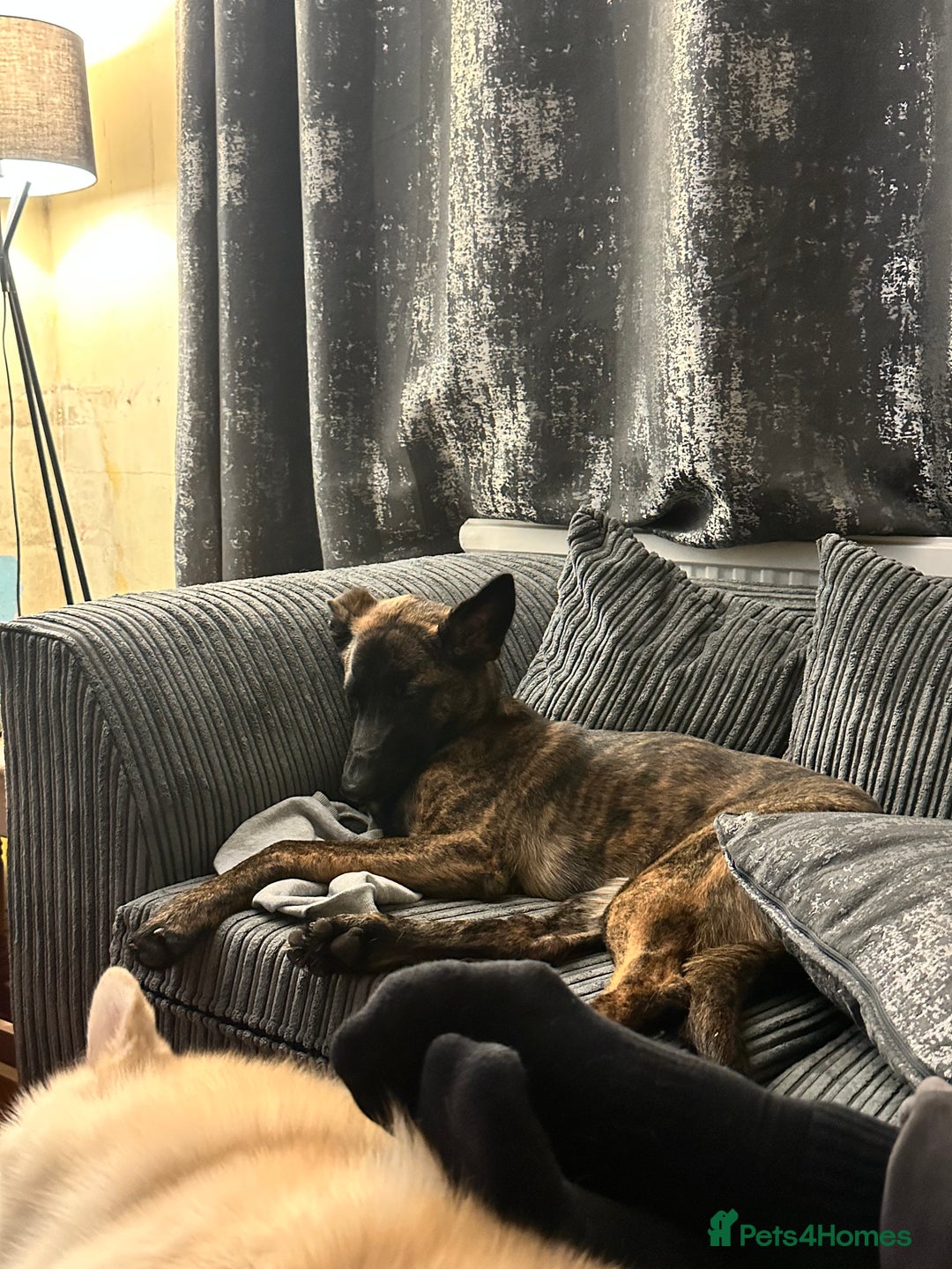 Mixed Breed dogs for sale: PENDING MEET & GREET - Lurcher X German Shepard  - Advert 5