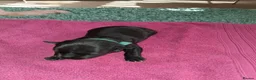 Staffordshire Bull Terrier dogs for sale: 7 Beautiful KC blue and black puppies 4 girl 3 boy in Walsall - Advert 25