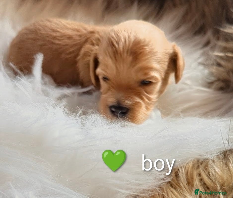 Cavapoo dogs Beautiful Cavapoo Puppies – Ready Soon 🐾 4💙 2🩷 - Advert 11