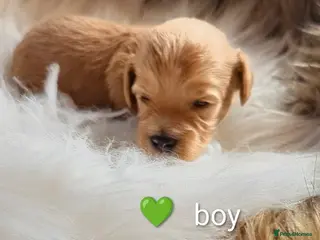Cavapoo dogs Beautiful Cavapoo Puppies – Ready Soon 🐾 4💙 2🩷 - Advert 11