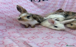 English Lop rabbits for sale: Beautiful rabbits for sale 07840003253  - Image 7