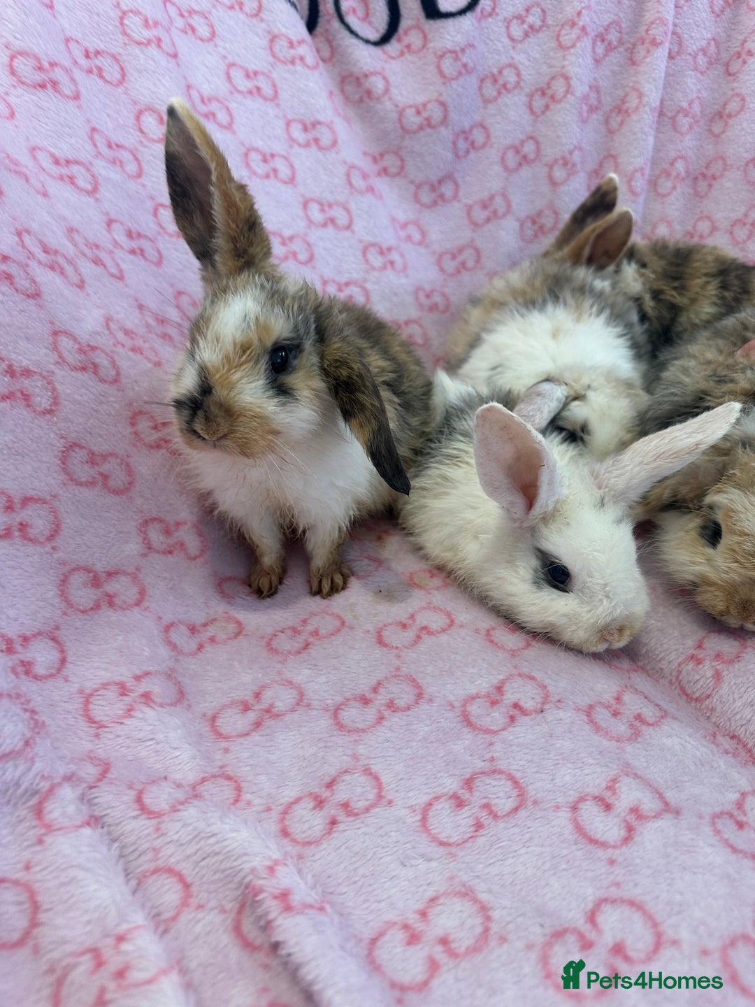 English Lop rabbits for sale: Beautiful rabbits for sale 07840003253  - Image 7