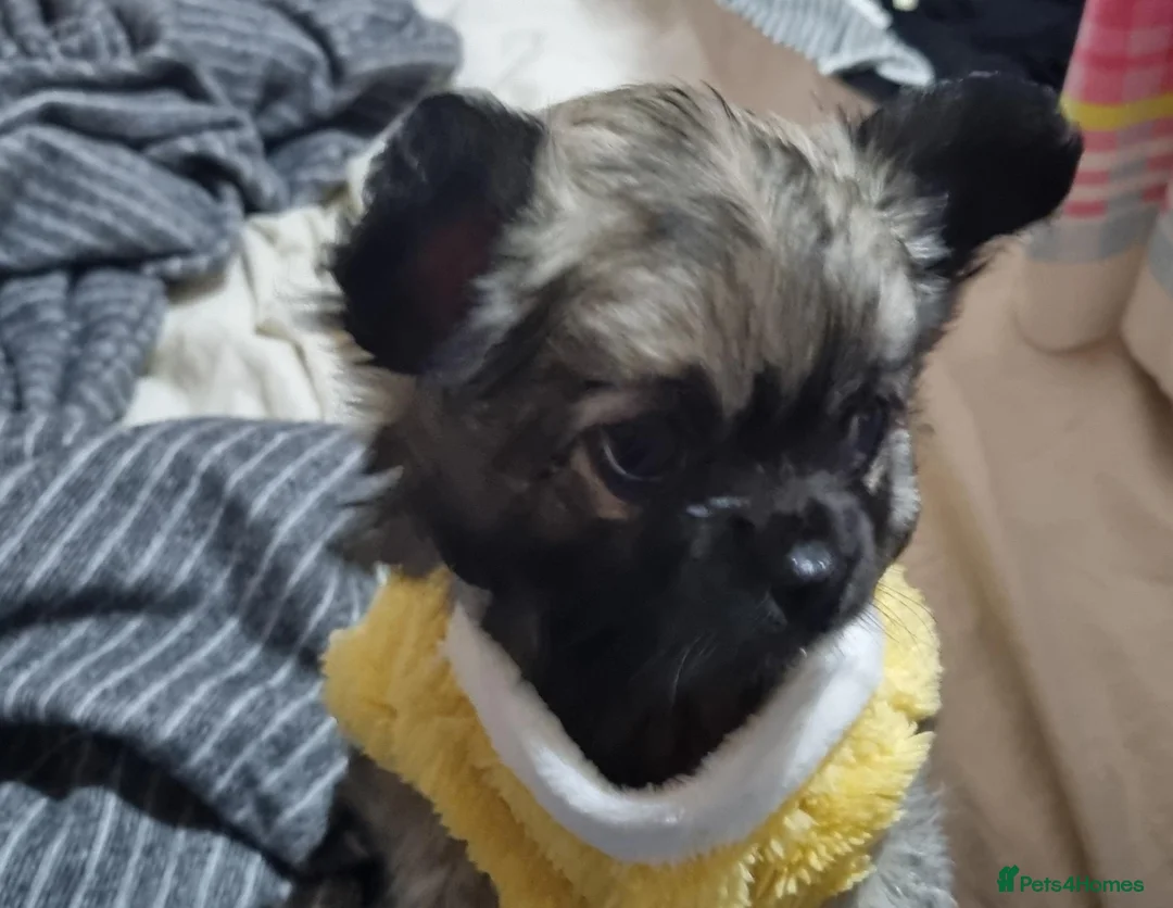 Chihuahua dogs for sale: Chihuahua puppies, Glasgow in Glasgow - Advert 10