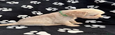 Green collar 
