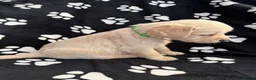 Golden Retriever dogs for sale: Kennel Club Health Tested Golden Retriever Puppies - Advert 36