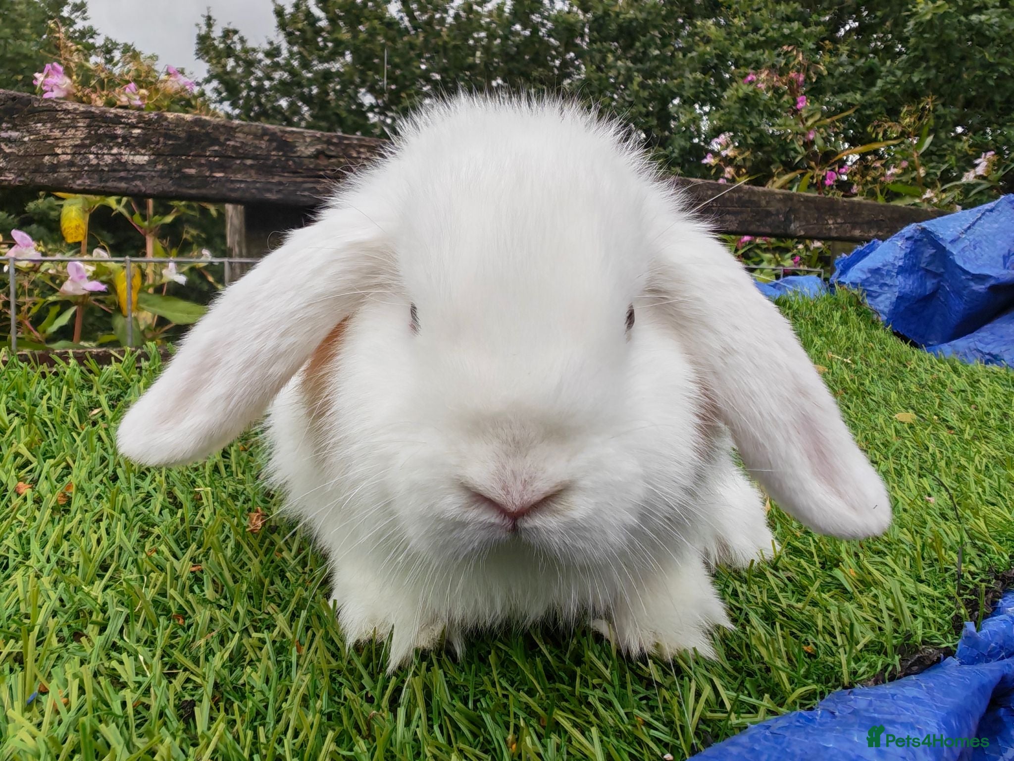 Mini Lop rabbits Various Mini Lop youngsters  - Advert 13