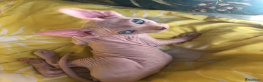 Sphynx 1
