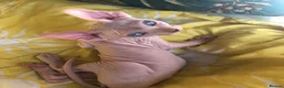 Sphynx cats for sale: Sphynx kittens - Advert 13