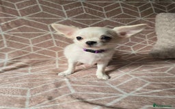 Chihuahua dogs for sale: 3 Handsome (KC) Chihuahua boys left (New photos) - Image 23