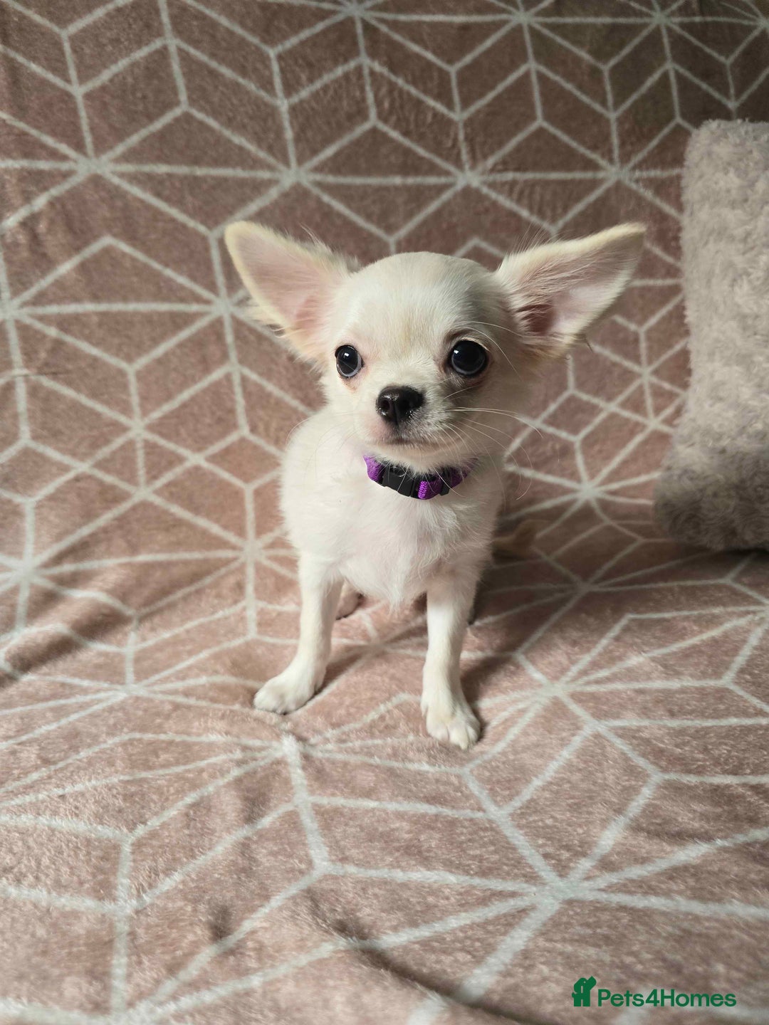 Chihuahua dogs for sale: 3 Handsome (KC) Chihuahua boys left (New photos) - Image 23