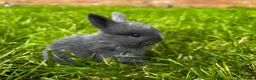 Mini Lop rabbits for sale: 2 Blue Baby Mini Lops - Advert 20