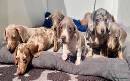 Dachshund dogs for sale: RAINBOW MINI DAXI PRA CLR KC REG - Image 6