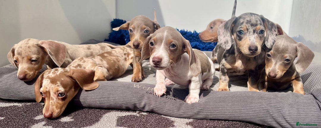 Dachshund dogs for sale: RAINBOW MINI DAXI PRA CLR KC REG - Image 6