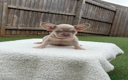 French Bulldog dogs for sale: Miss White X Kastro  - Image 1