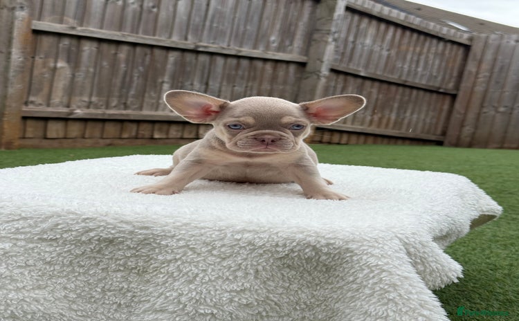 French Bulldog dogs - Advert 10