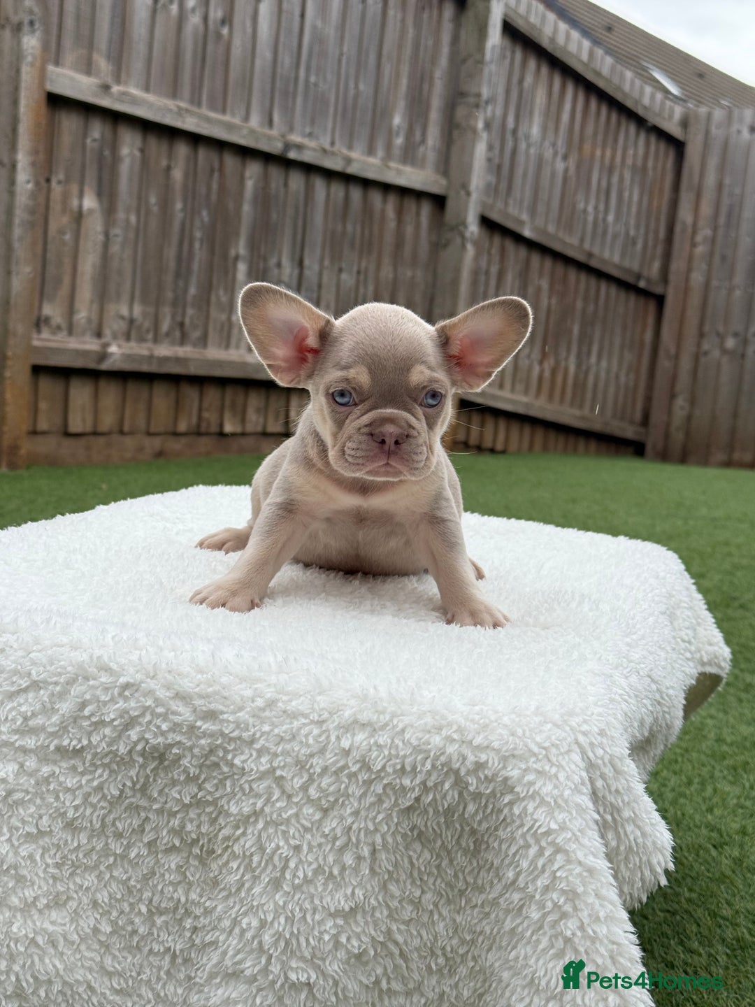 French Bulldog dogs for sale: Miss White X Kastro  - Image 1