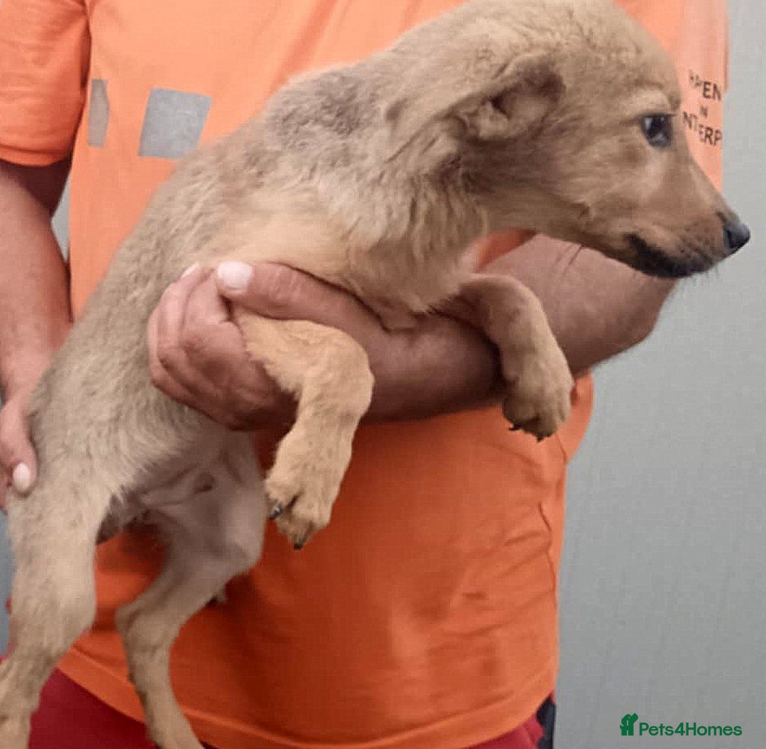 Mixed Breed dogs for adoption: 💖 MORGAN – A gentle boy with a sunny nature 💖 - Advert 3