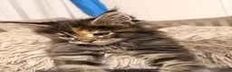 Maine Coon cats for sale: Pure breed Maine coon kittens for sale - Advert 11