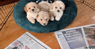 Poochon dogs - Advert 6