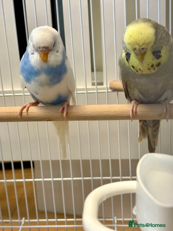 Budgerigars birds - Advert 11