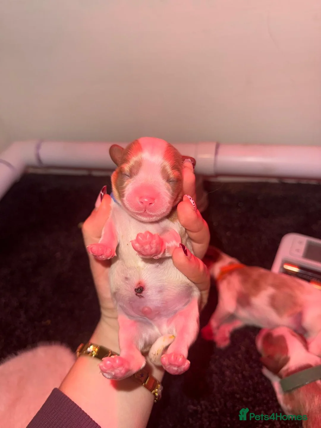 Cavalier King Charles Spaniel dogs for sale: Cavalier king charles spaniels 3 males left in Prescot - Advert 2